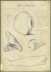 Phallische Embleme, Mr. Shapira